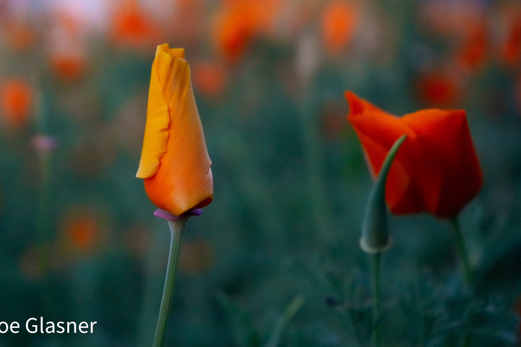 1970s vibe of two California poppies , left side orange right side deep red